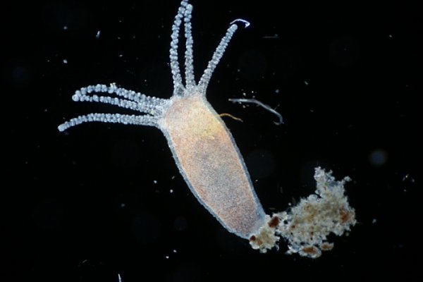 Krab4 at салат цезарь рецепт