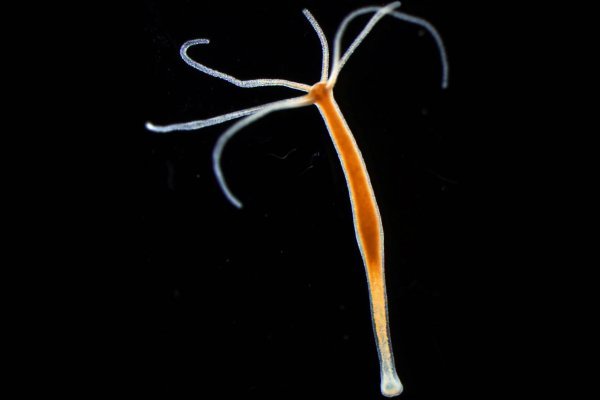 Войти kraken правильное питание