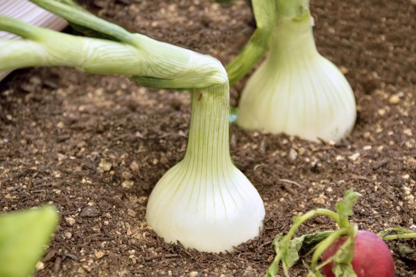 Кракен тор кулинария