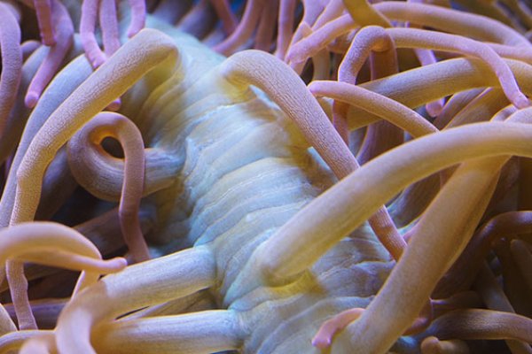 Магазины кракен правильное питание