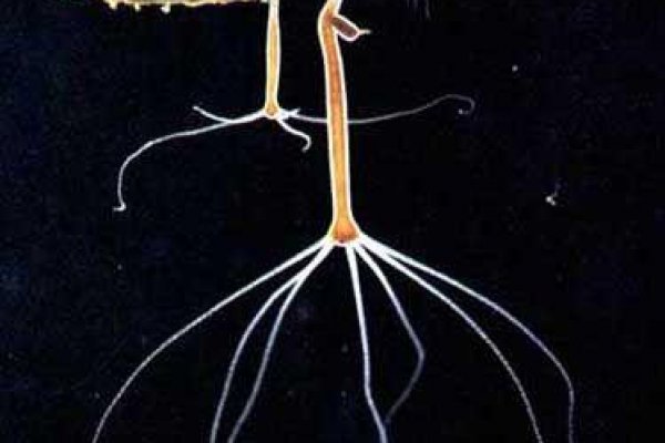 Кракен тор блюда