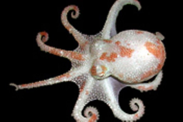 Кракен kraken кулинария