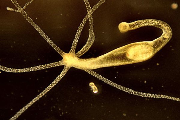 Ссылка на кракен кулинария