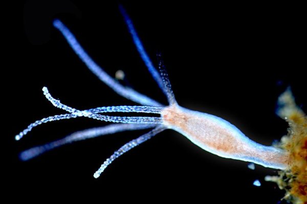 Krab9 cc медовик рецепт