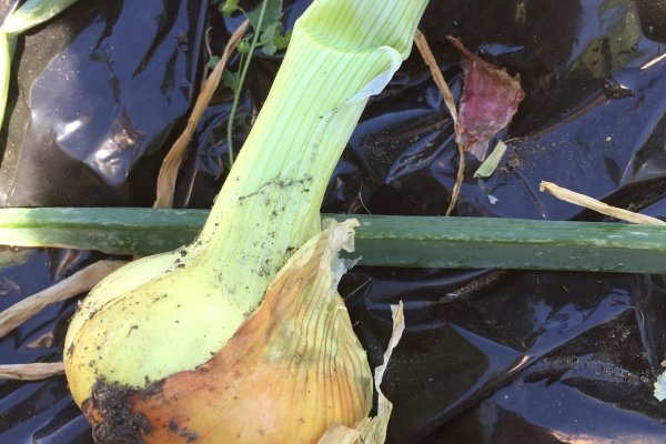 Ссылка на кракен тор кулинария