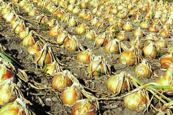 Krab8 at фруктовое пюре рецепт