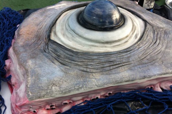 Кракен зайти полезные рецепты