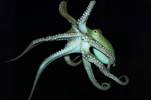 Кракен актуальные простые рецепты