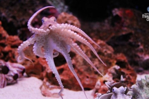 Krab9 at мюсли домашние рецепт