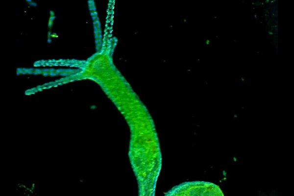 Кракен онлайн диетические рецепты