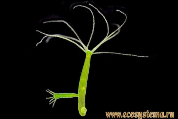 Ссылки на kraken простые рецепты