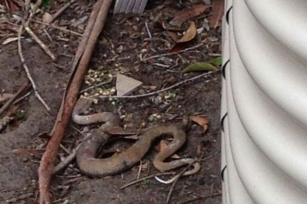 Вход kraken вкусные рецепты