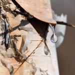 Bagaimana dan kapan mengumpulkan getah pohon birch dengan benar: teknologi dan rekomendasi sederhana