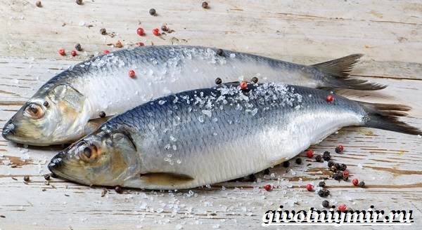 Lezzetli Baltık ringa balığı: yemek tarifleri Lezzetli Baltık ringa balığı: yemek tarifleri